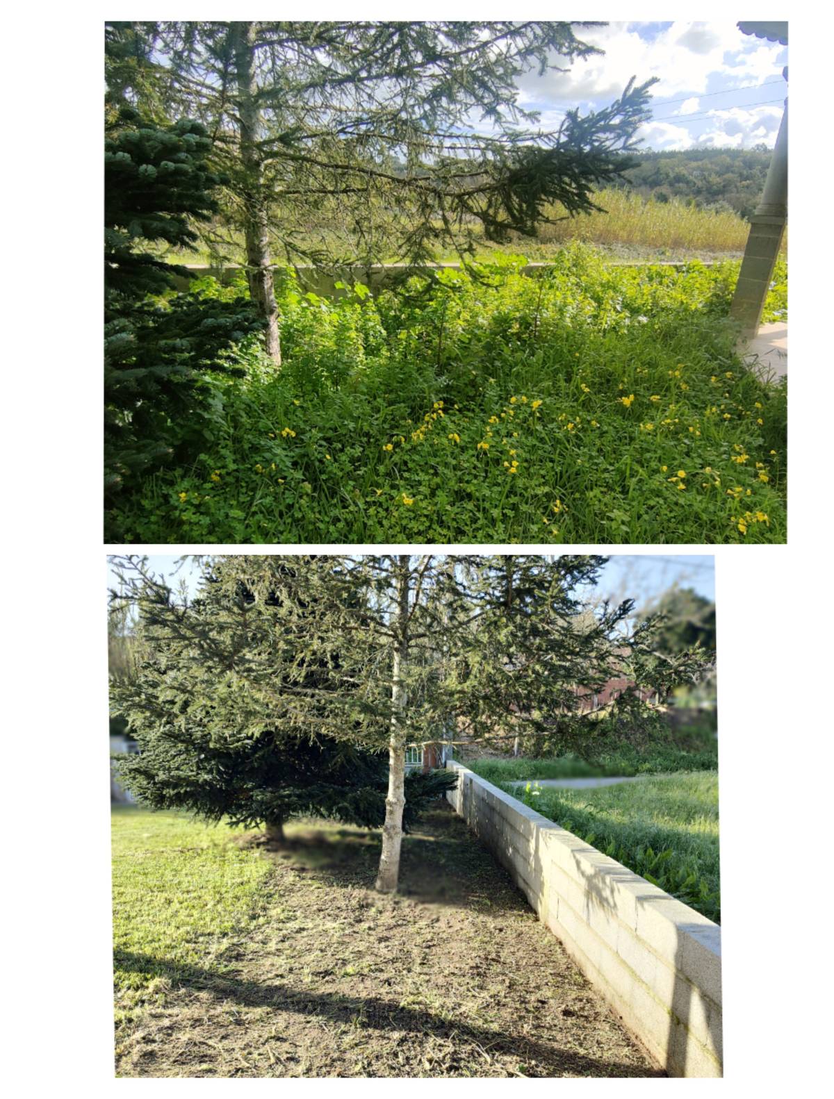 Jardineiro Multiservicos - Leiria - Land Clearance