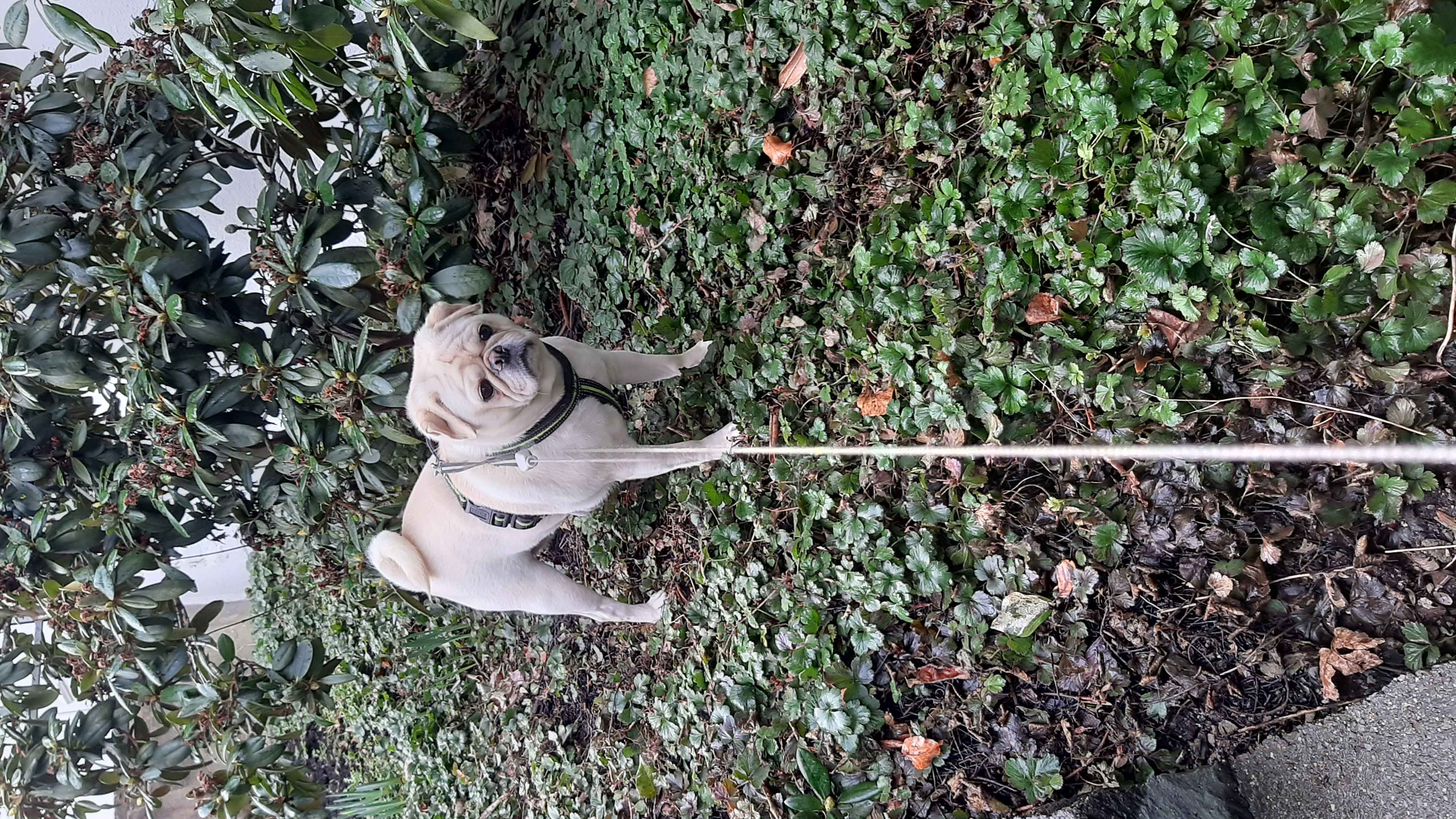 Eliete - Lisboa - Cat Sitting