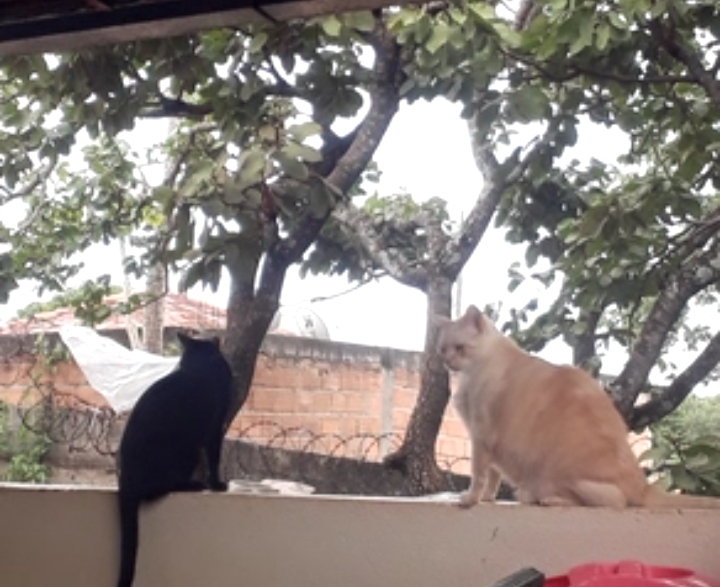 Eliete - Lisboa - Cat Sitting