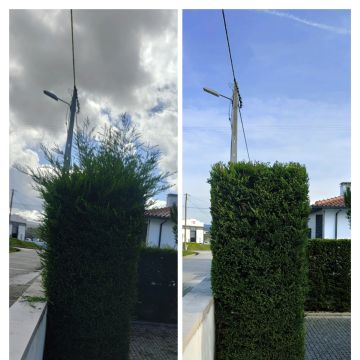 Jardineiro Multiservicos - Leiria - Weeding