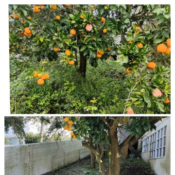 Jardineiro Multiservicos - Leiria - Tree Trimming and Maintenance