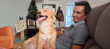 Dog Hotel