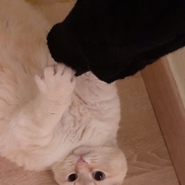 Eliete - Lisboa - Pet Sitting