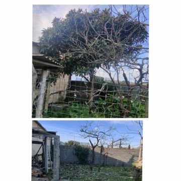 Jardineiro Multiservicos - Leiria - Shrub Removal