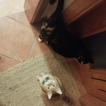 Mariana Gomes - Portimão - Pet Sitting