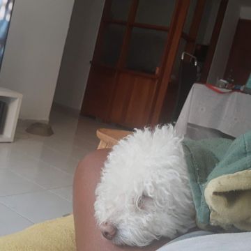 Mariana Gomes - Portimão - Hundetagesstätte (Hundesitter)