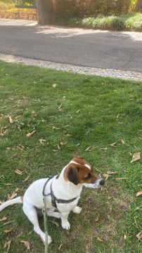Hundepension