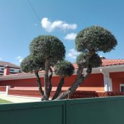 Garden Ançã - Coimbra - Remoção de Arbustos