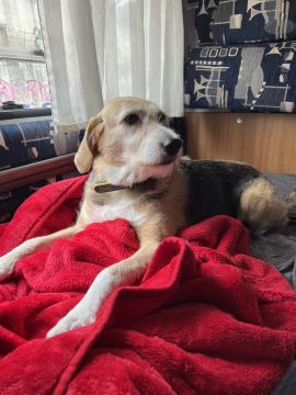 Hundepension