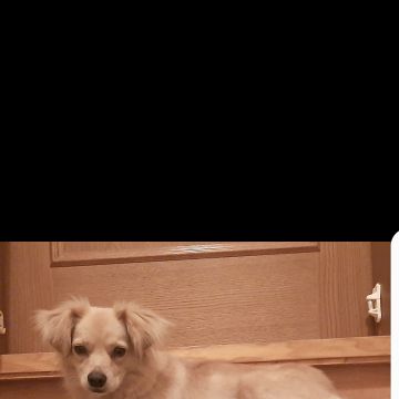 Eliete - Lisboa - Dog Sitting