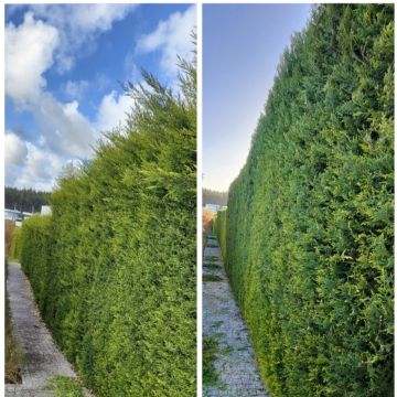 Jardineiro Multiservicos - Leiria - Lawncare