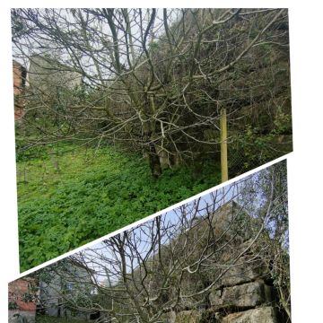 Jardineiro Multiservicos - Leiria - Shrub Removal