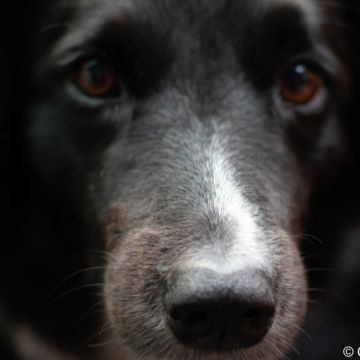 Mariana Gomes - Portimão - Hundeausführung