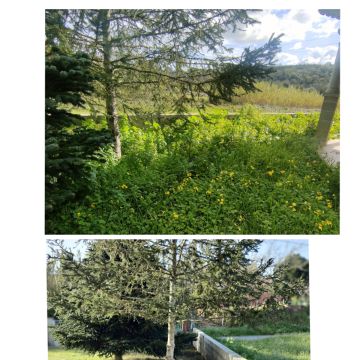 Jardineiro Multiservicos - Leiria - Land Clearance