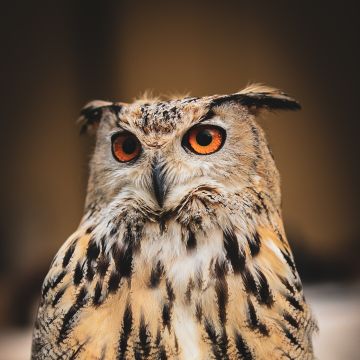 Rodrigo Arvela - Sobral de Monte Agraço - Fotografia Aérea