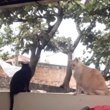 Eliete - Lisboa - Cat Sitting
