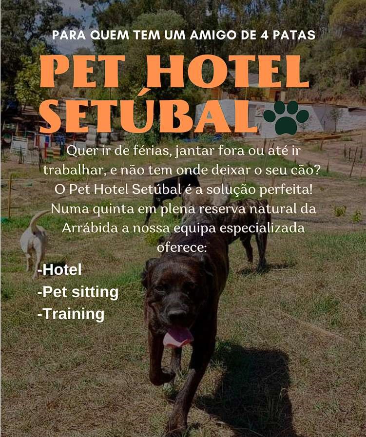 Afonso Mendonça - Setúbal - Hundeausführung