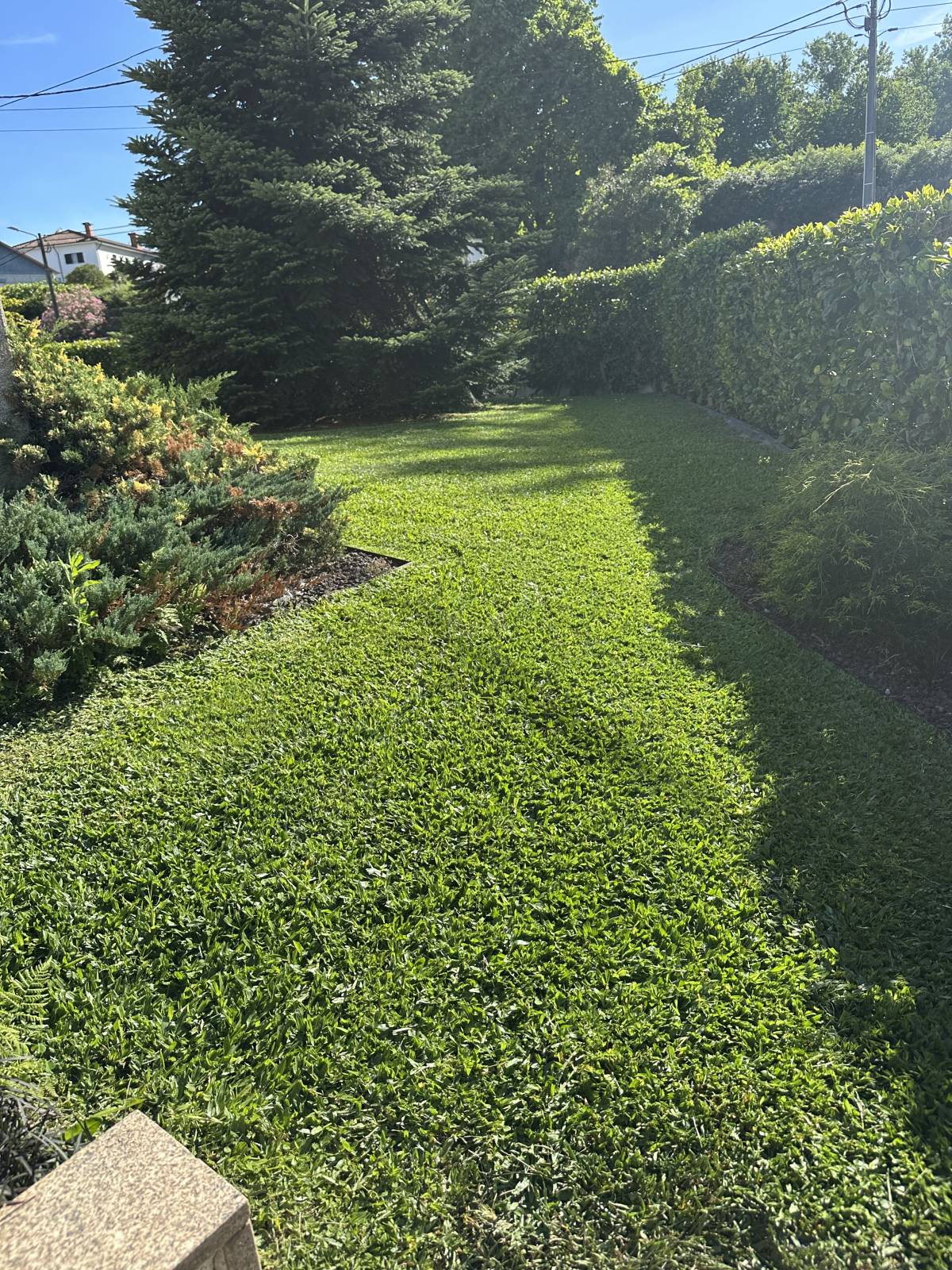 Carlosjardim - Braga - Shrub Removal