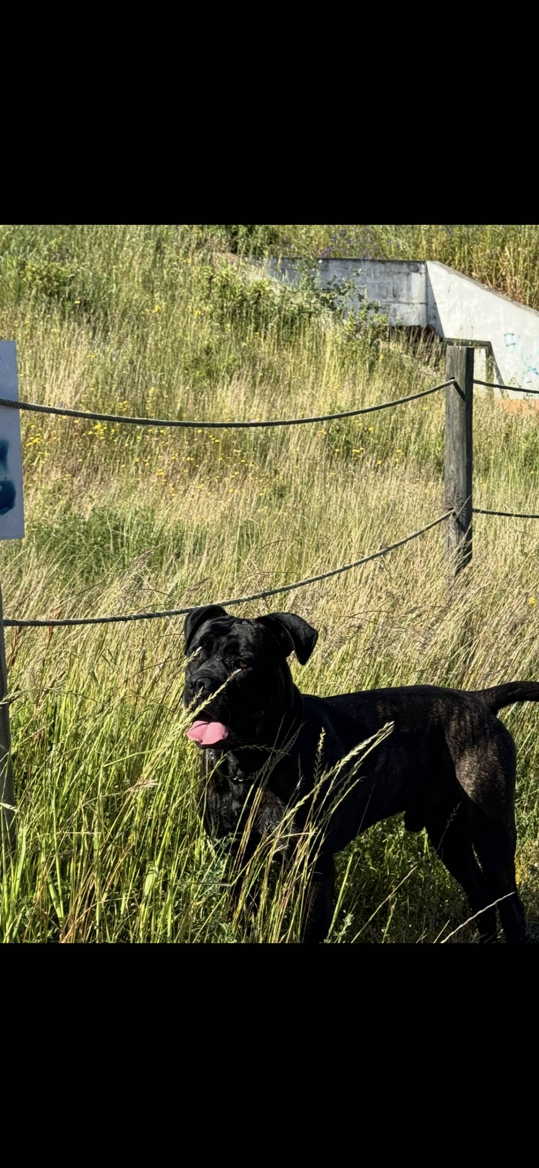 Rafael Moura - Loulé - Pet Sitting and Walking