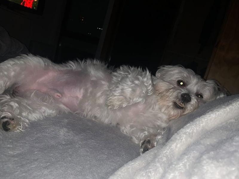 Hospedaje de perros