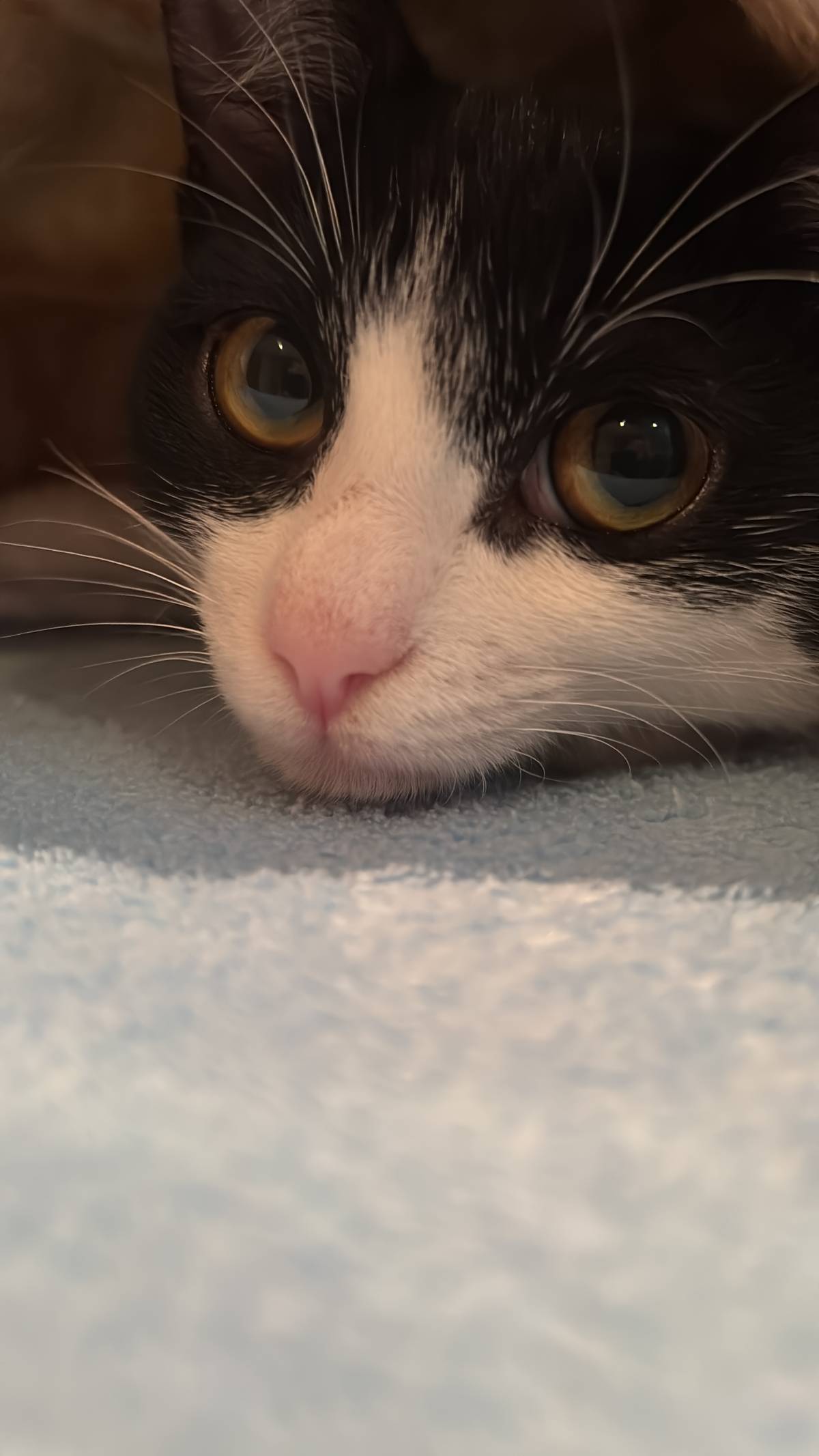 Tomás Sousa - Vila Nova de Gaia - Pet Sitting