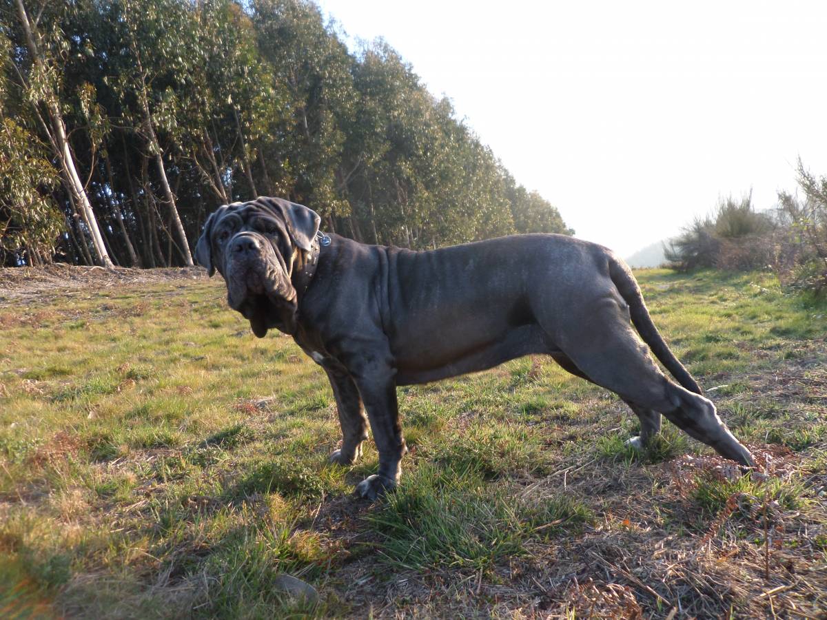 paulo rodrigues - Guimarães - Dog Training - Private Lessons