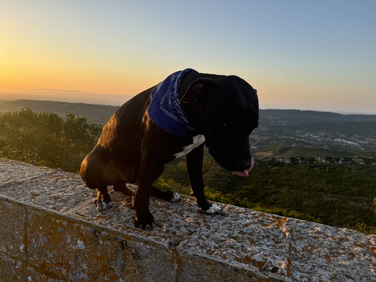 Ruben - Alcochete - Dog Training