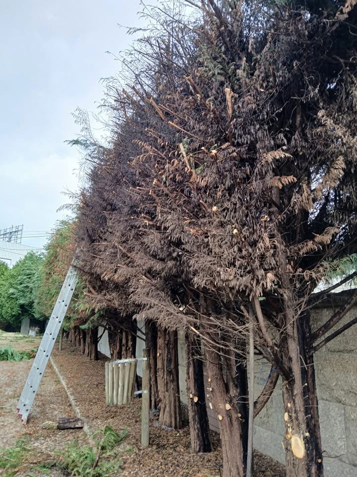 Bosquemocionante - Marco de Canaveses - Shrub Removal