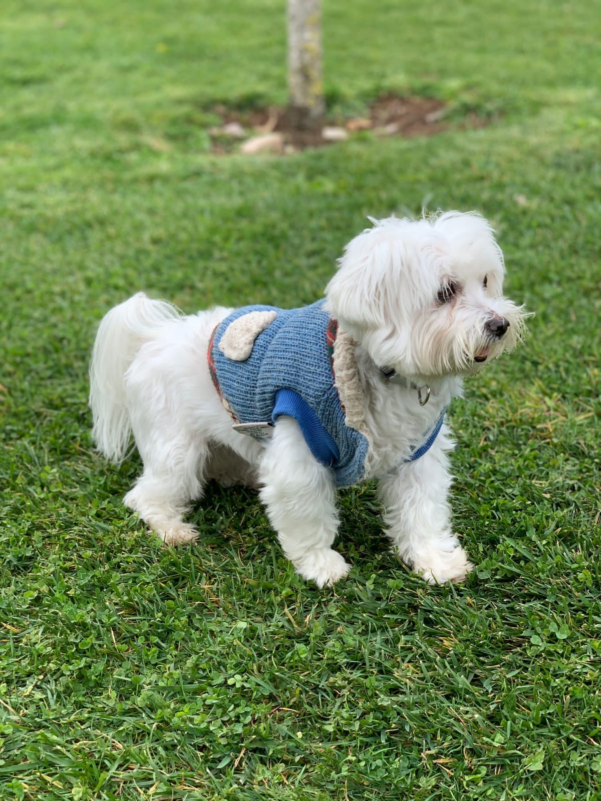Hospedaje y guarderías de mascotas