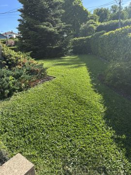 Carlosjardim - Braga - Shrub Removal