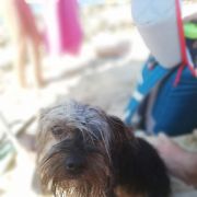 João Martins - Portimão - Dog Daycare