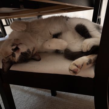 Tomás Sousa - Vila Nova de Gaia - Cat Sitting
