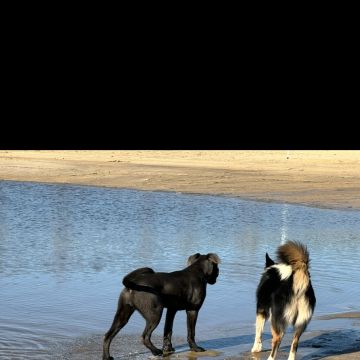 Rafael Moura - Loulé - Dog Walking