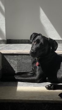 Hotel e Creche para Animais