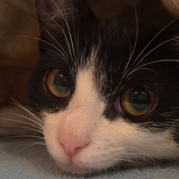 Tomás Sousa - Vila Nova de Gaia - Pet Sitting