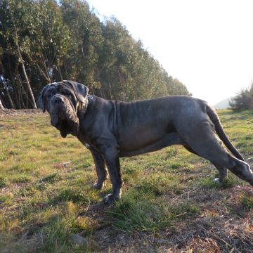 paulo rodrigues - Guimarães - Dog Training - Private Lessons
