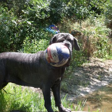 paulo rodrigues - Guimarães - Dog Walking