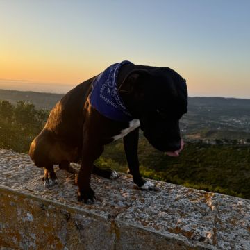 Ruben - Alcochete - Dog Training