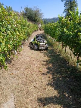 Bosquemocionante - Marco de Canaveses - Tree Trimming and Maintenance