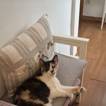 Tomás Sousa - Vila Nova de Gaia - Pet Sitting e Pet Walking