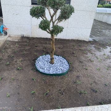 Carlosjardim - Braga - Multi Service Lawn Care