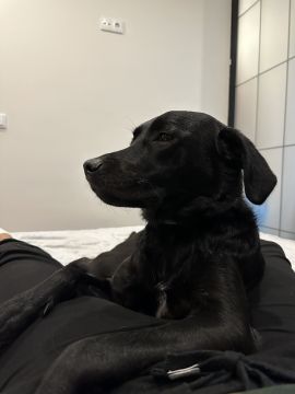 Hotel para Cães