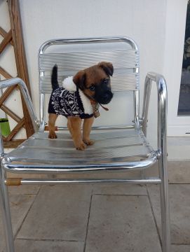 Treinador de Cães