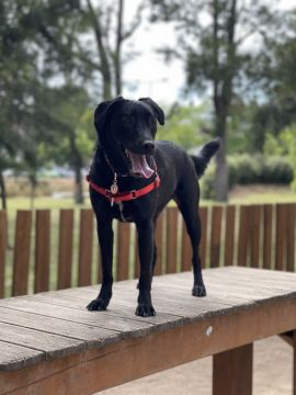 Hotel para Cães