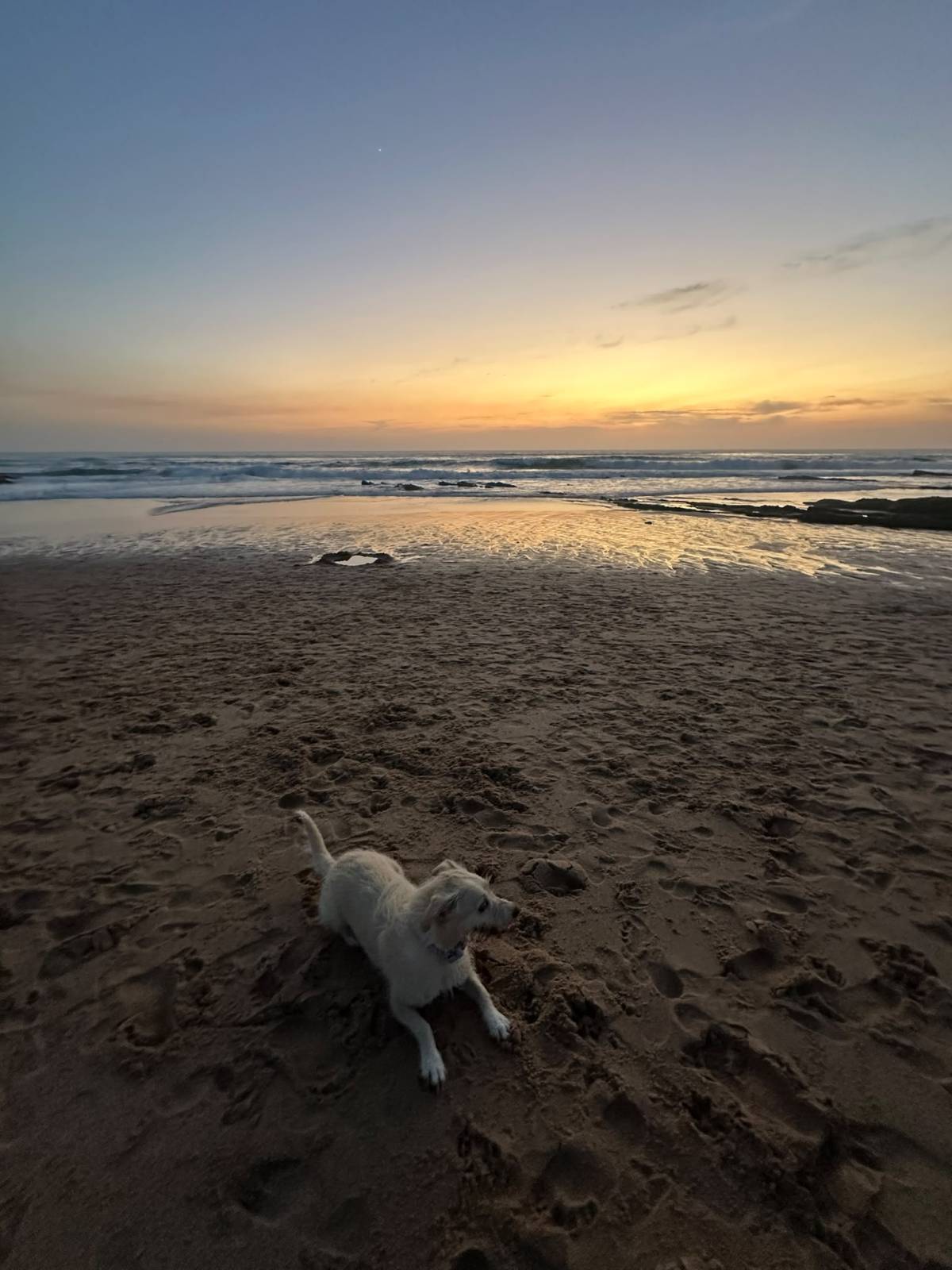 Canto dos patudos - Lisboa - Hospedaje de perros