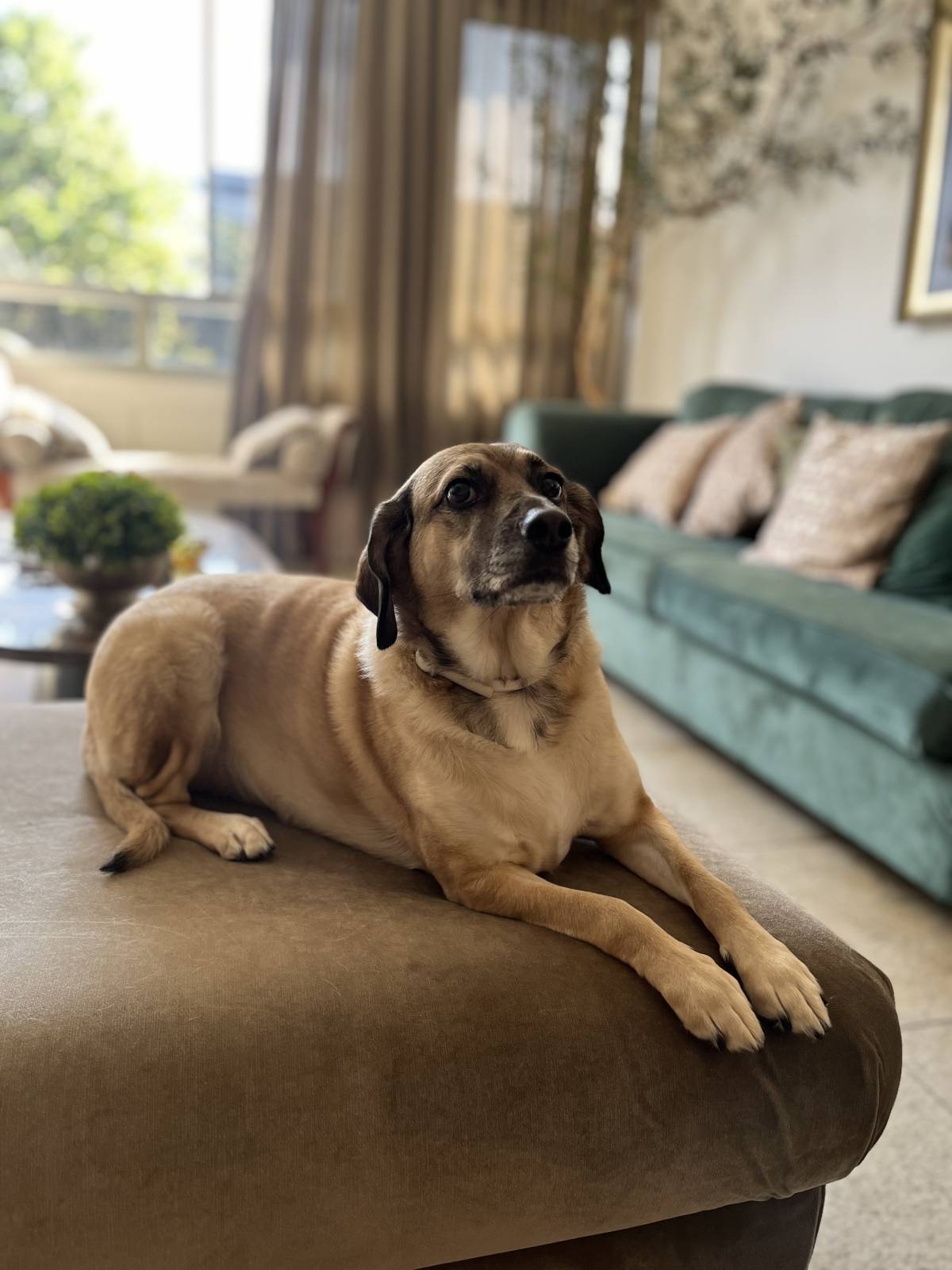 Com carinho, Jack - Almada - Pet Boarding and Daycare