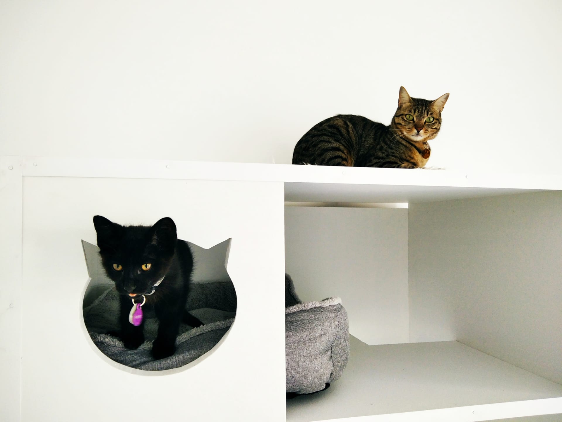 TOP 2026: Hotéis de Animais no Corvo perto de mim - Fixando