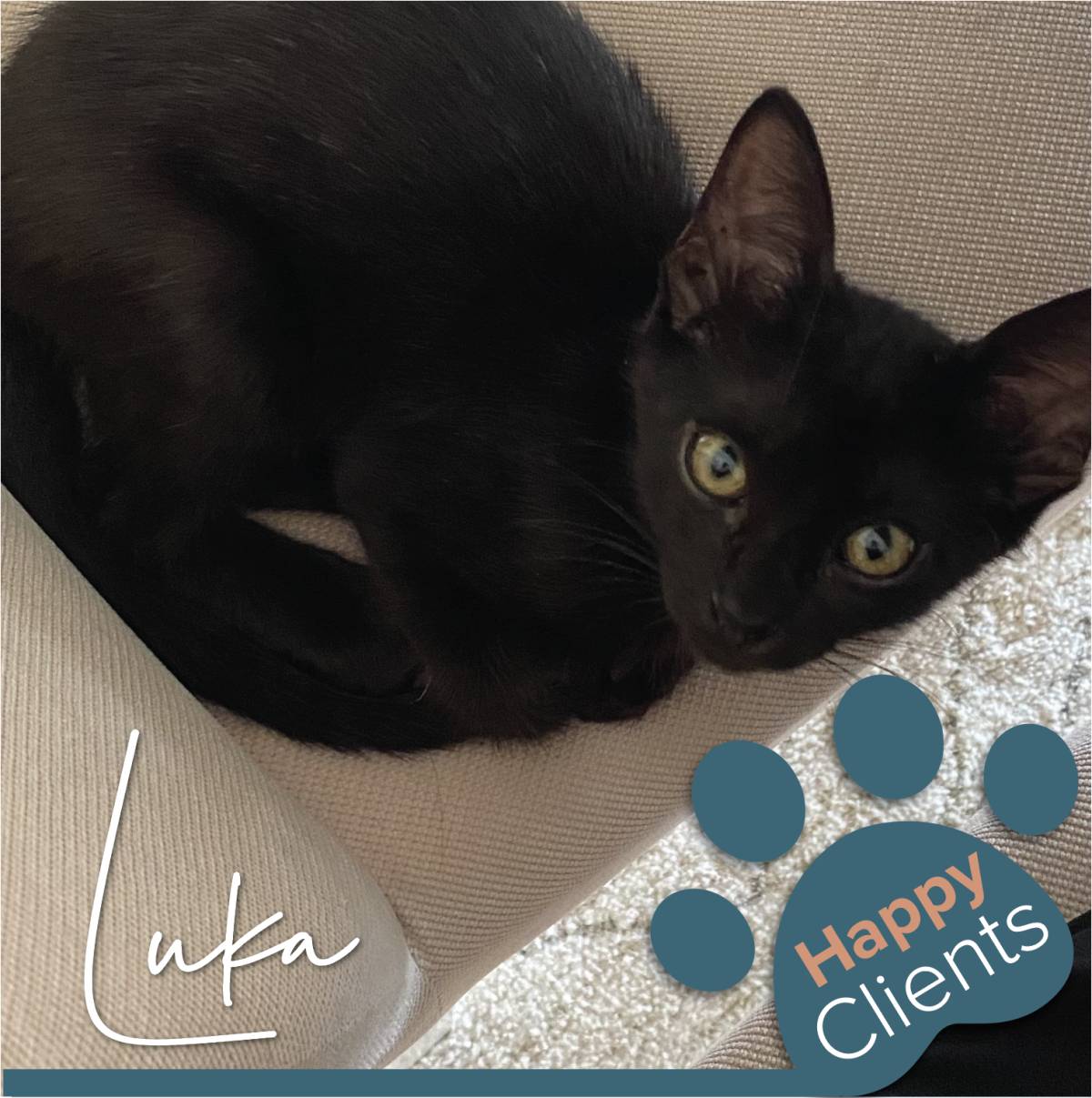Cristina The Cat Nanny - Vila Nova de Gaia - Cuidar tus gatos