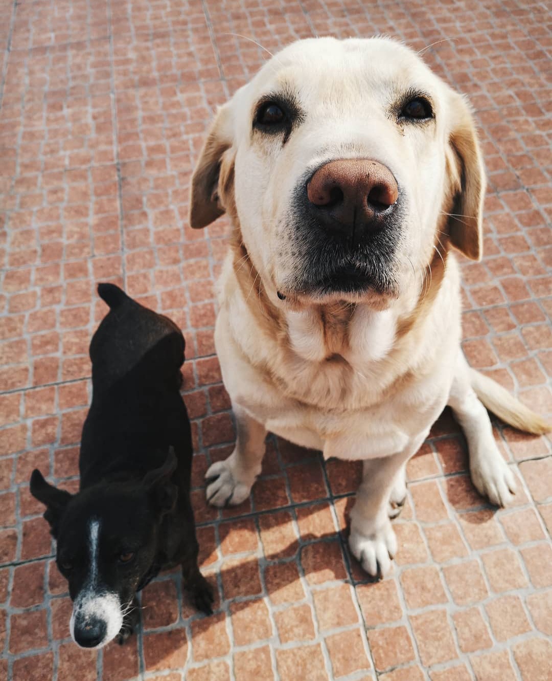Raquel Costa - Almada - Dog Sitting