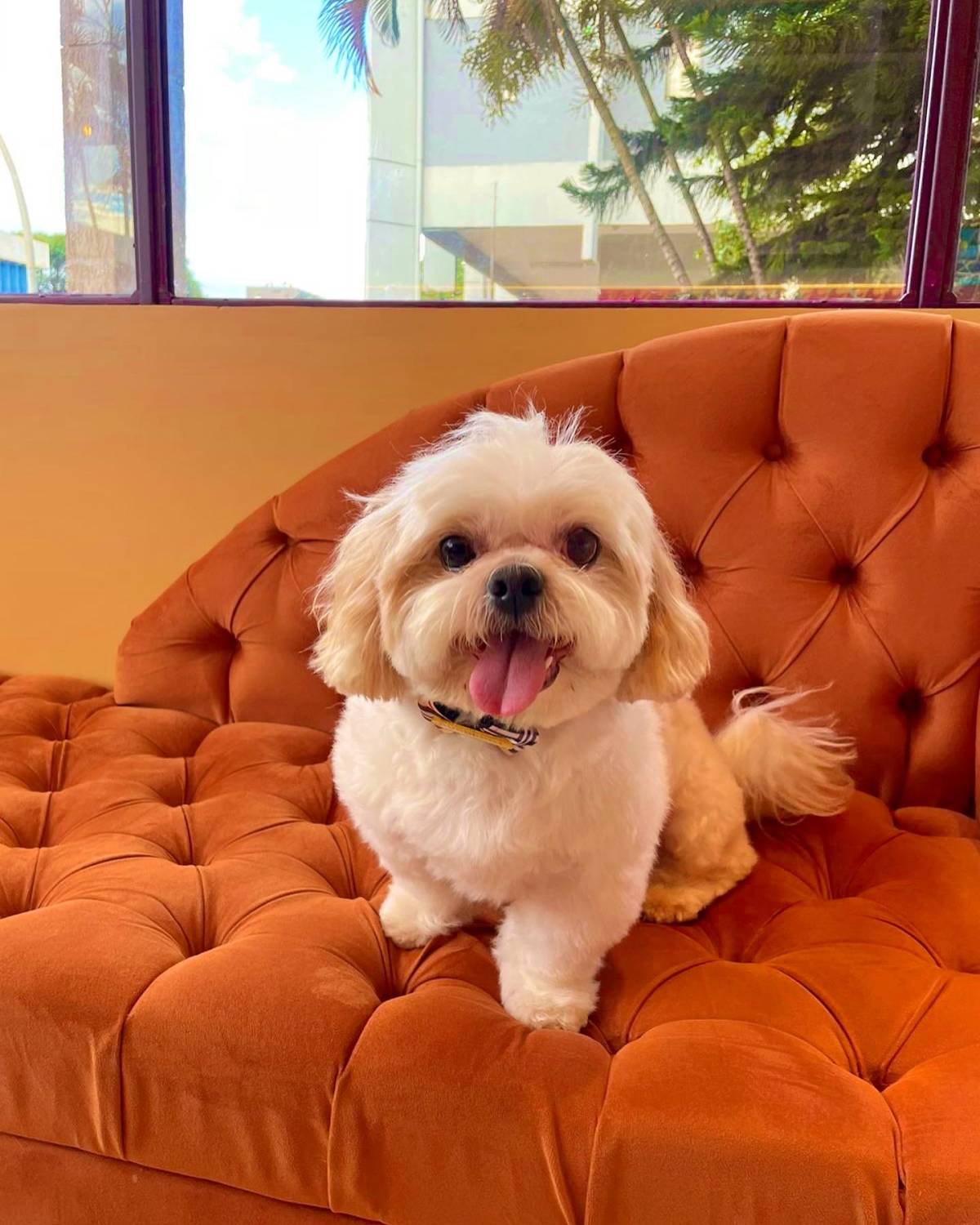 Com carinho, Jack - Almada - Dog Daycare